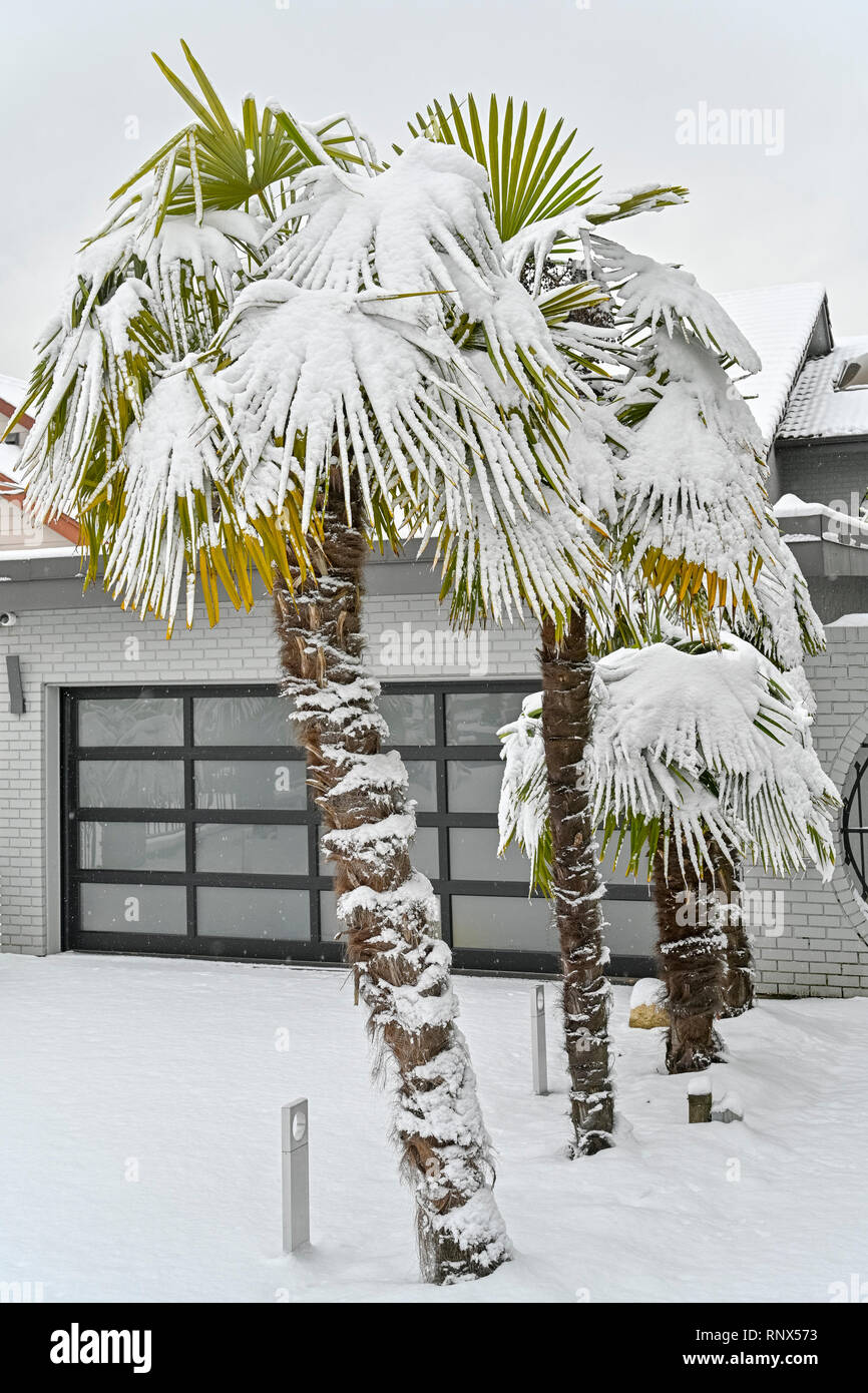 Neve sul palm tree Foto Stock