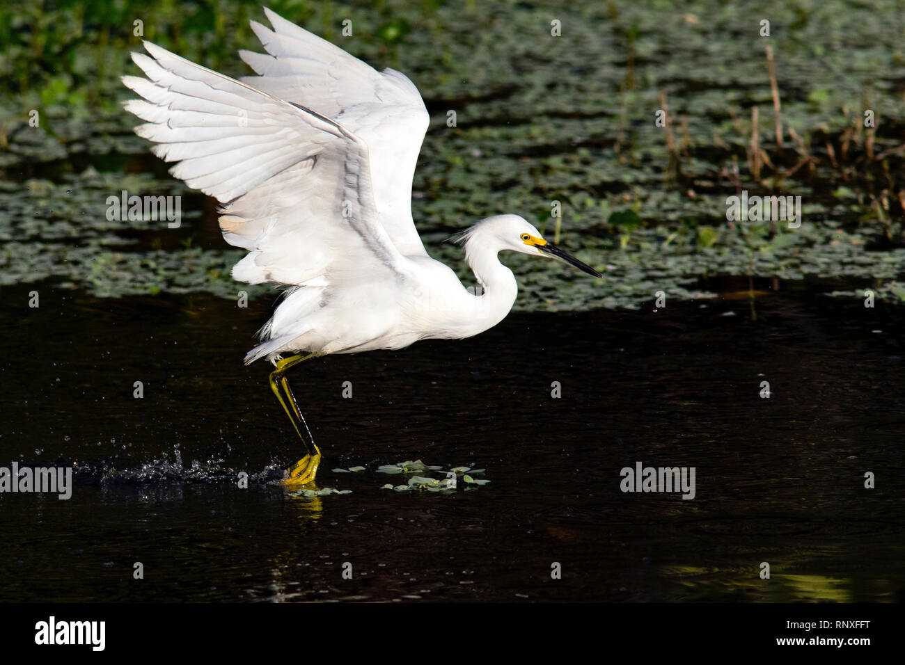 Snowy Garzetta (Egretta thuja) in volo - Verde Cay zone umide, Boynton Beach, Florida, Stati Uniti d'America Foto Stock