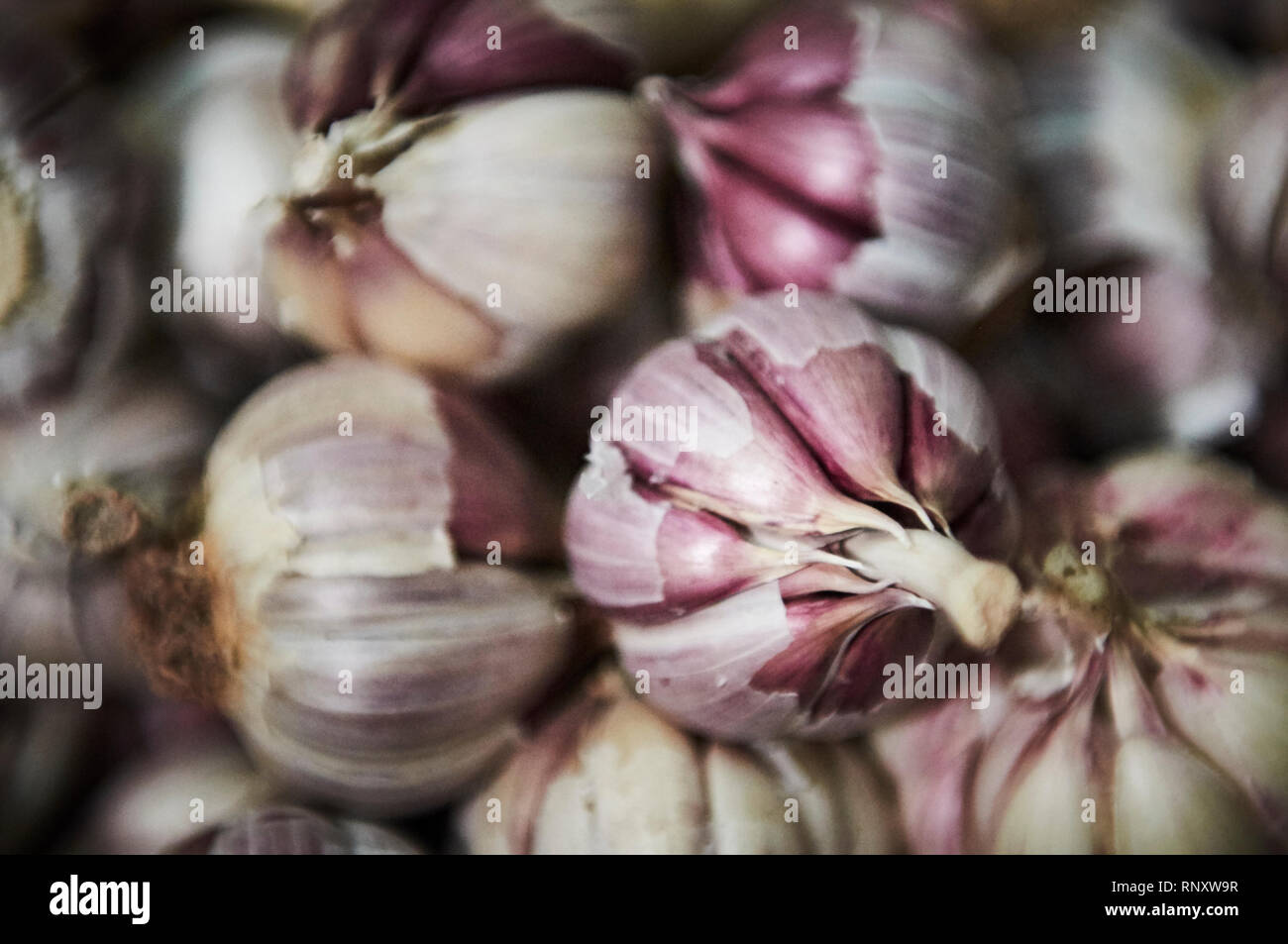 Un mucchio di organico fresco viola bulbi di aglio per la vendita in un souk della medina di Marrakech. Foto Stock