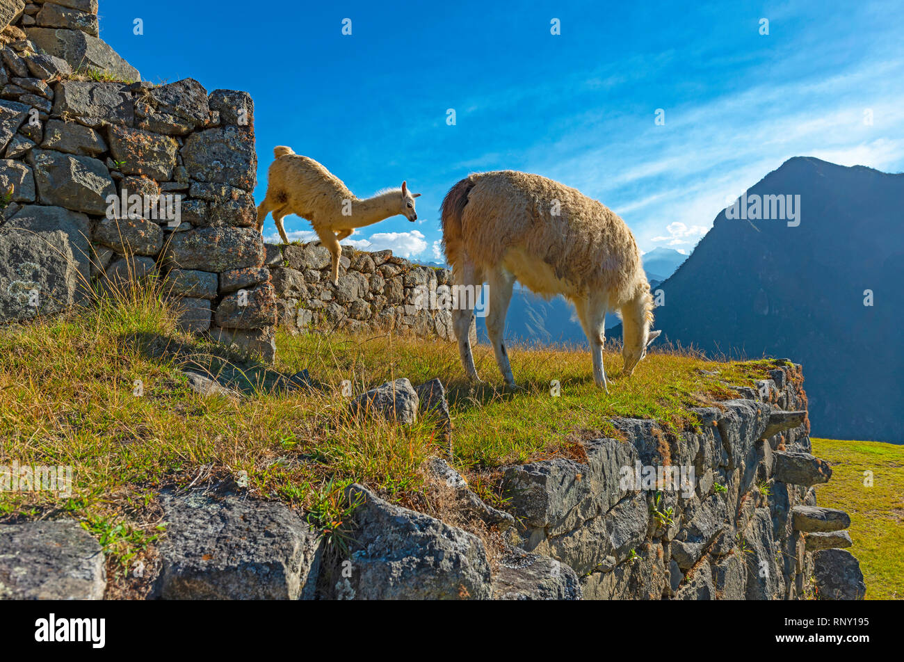 Due llama (uno jumping) sui campi terrazzati di Machu Picchu utilizzato per l'agricoltura in tempi degli Inca, Perù. Foto Stock