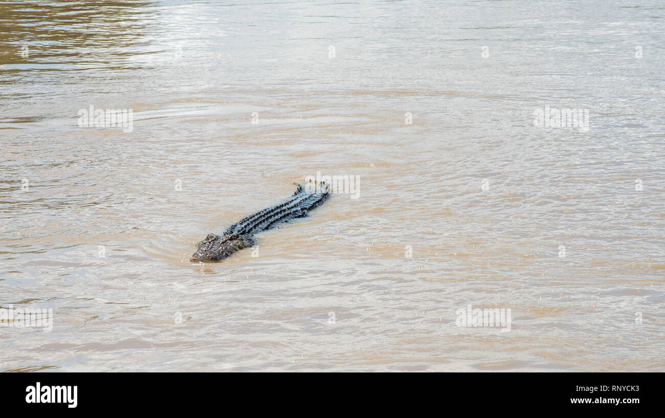 Coccodrillo di acqua salata per nuotare sulla superficie dell'acqua nell'Adelaide River nel punto di mezzo, Territorio del Nord, l'Australia Foto Stock