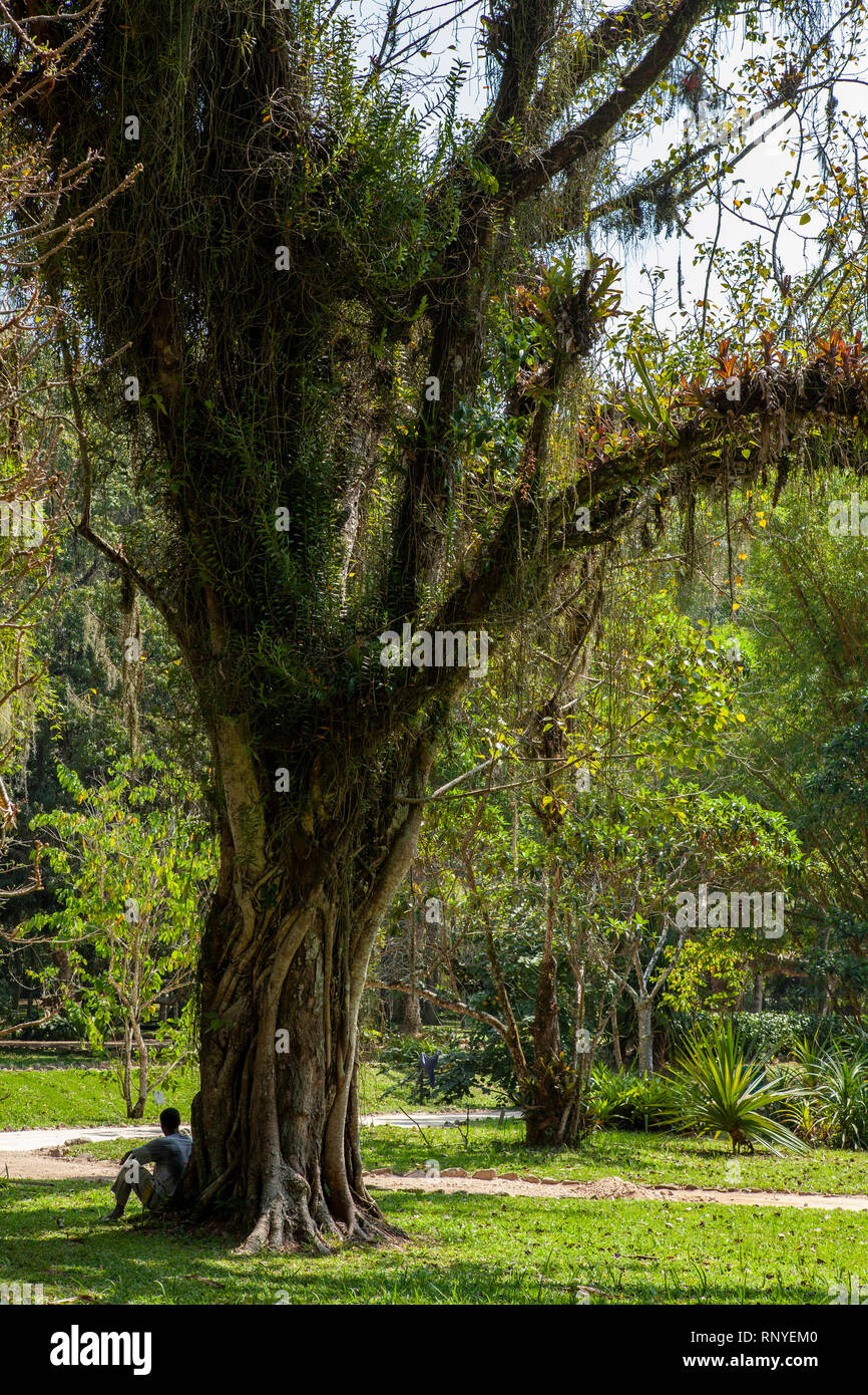 Giardino Botanico di Rio de Janeiro Foto Stock