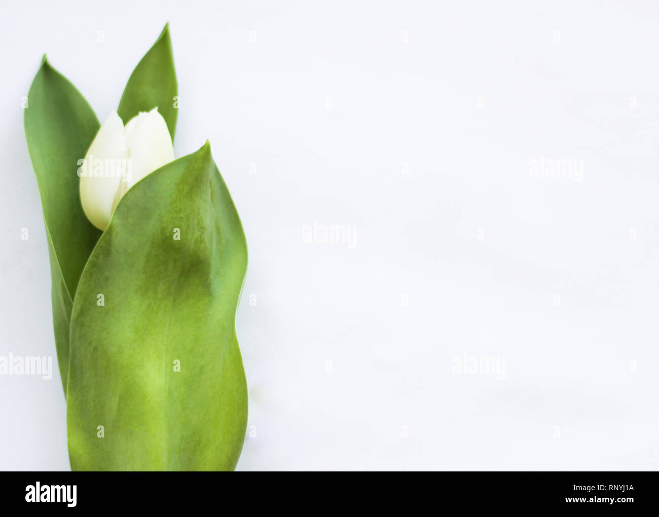 Concetto minimalista: chiudere fino a tulipano bianco, sfondo bianco libero spazio di copia Foto Stock