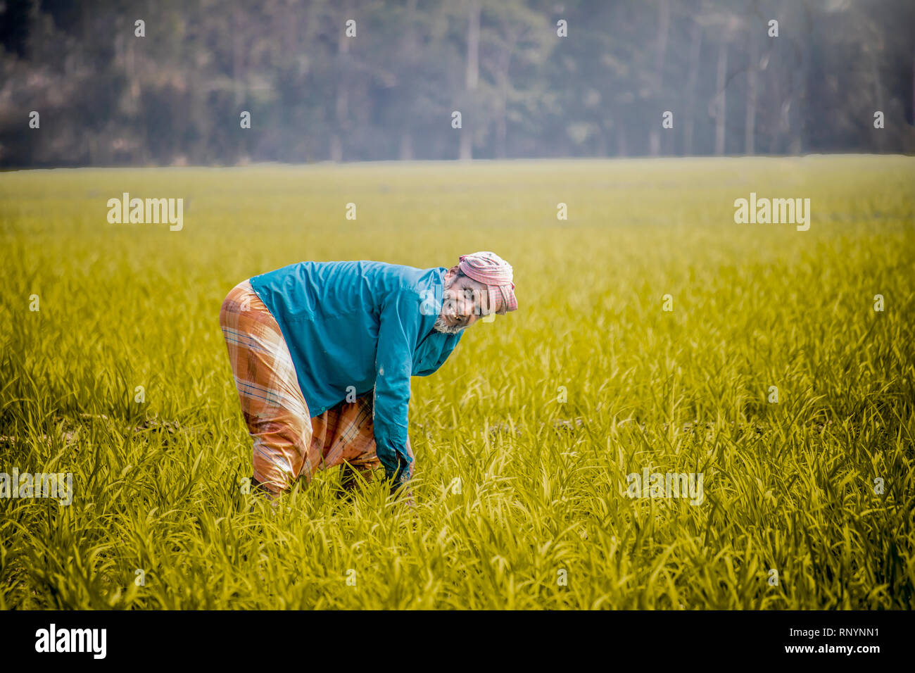 I dazi per i prodotti agricoli raccolto farm manager. Foto Stock