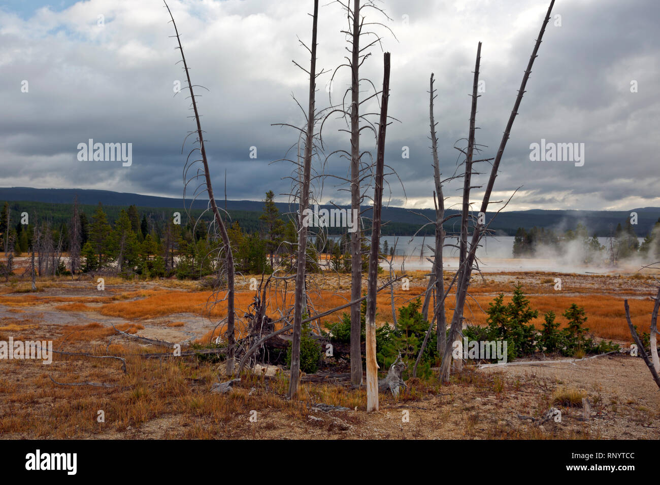 WYOMING - alberi uccisi da hotsprings runoff e nuova crescita nel gruppo rustico nel cuore il lago di Geyser Basin nel backcountry di Yellowstone NP. Foto Stock