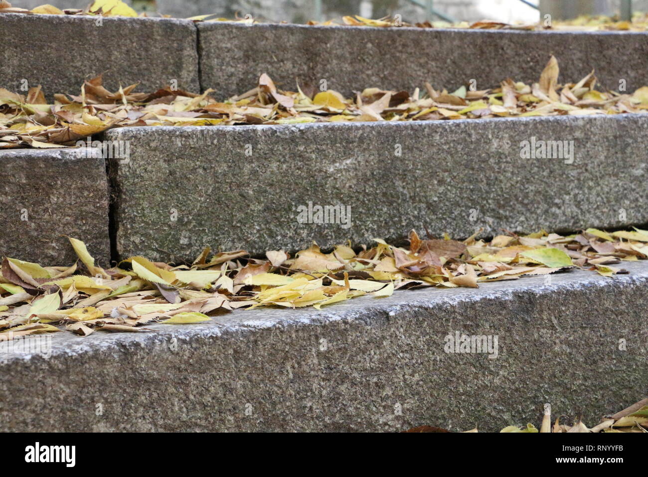 Scale con foglie di autunno Foto Stock