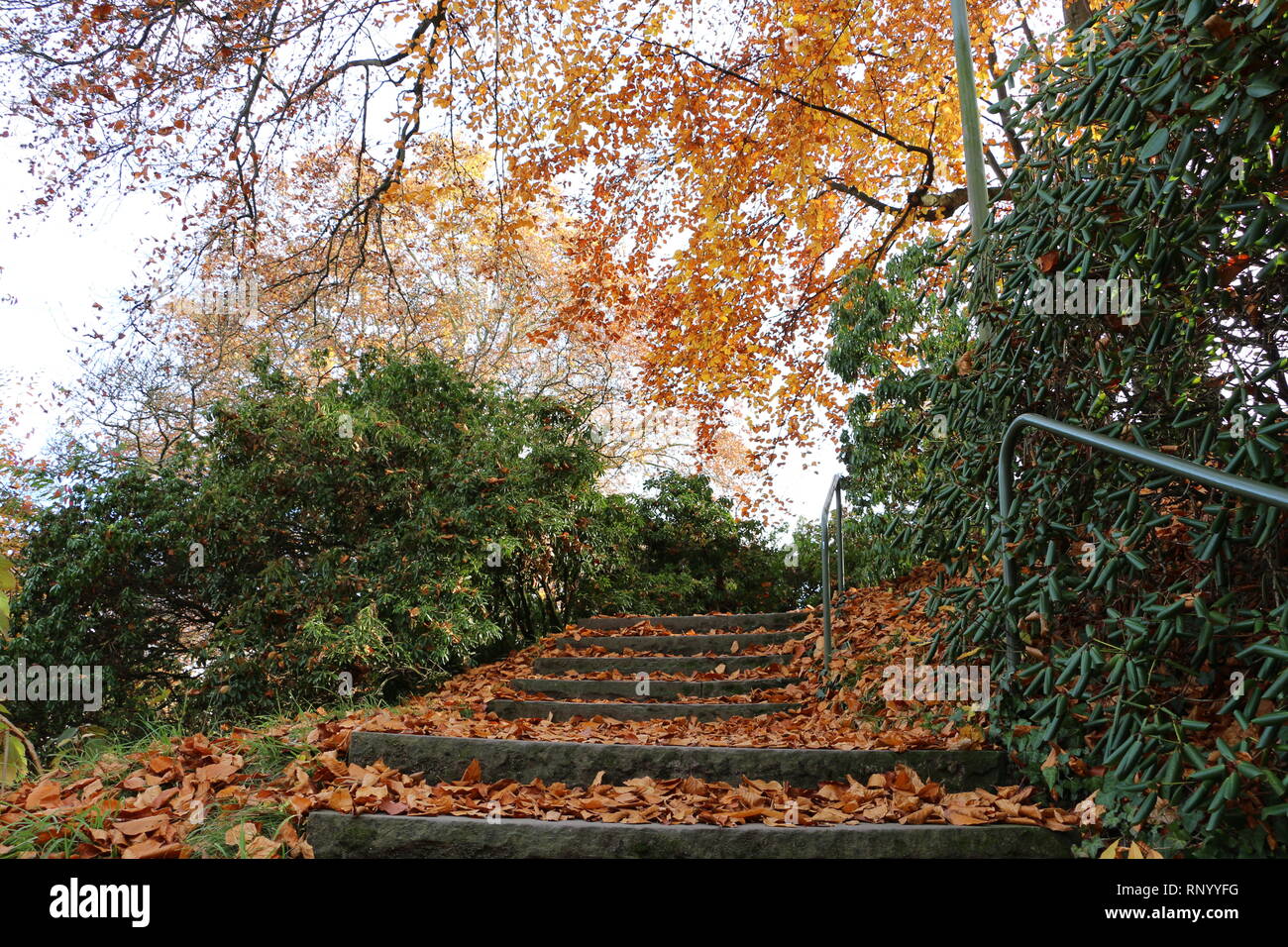 Scale antiche pieno di foglie di autunno Foto Stock