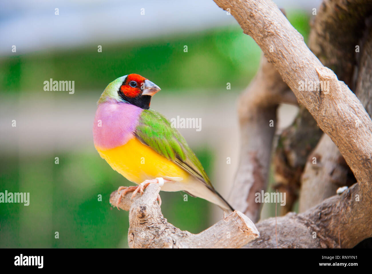 Il Gouldian finch o Erythrura gouldiae, maschio, aka the Lady Gouldian finch, Goulds finch o il rainbow finch. Foto Stock