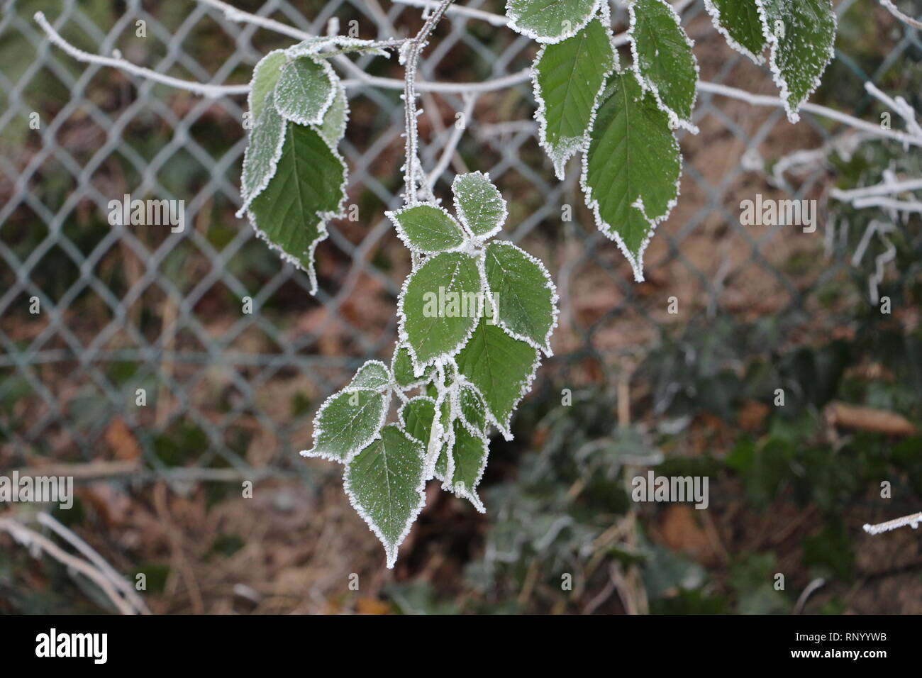 Bordo di ghiaccio di foglie in inverno Foto Stock