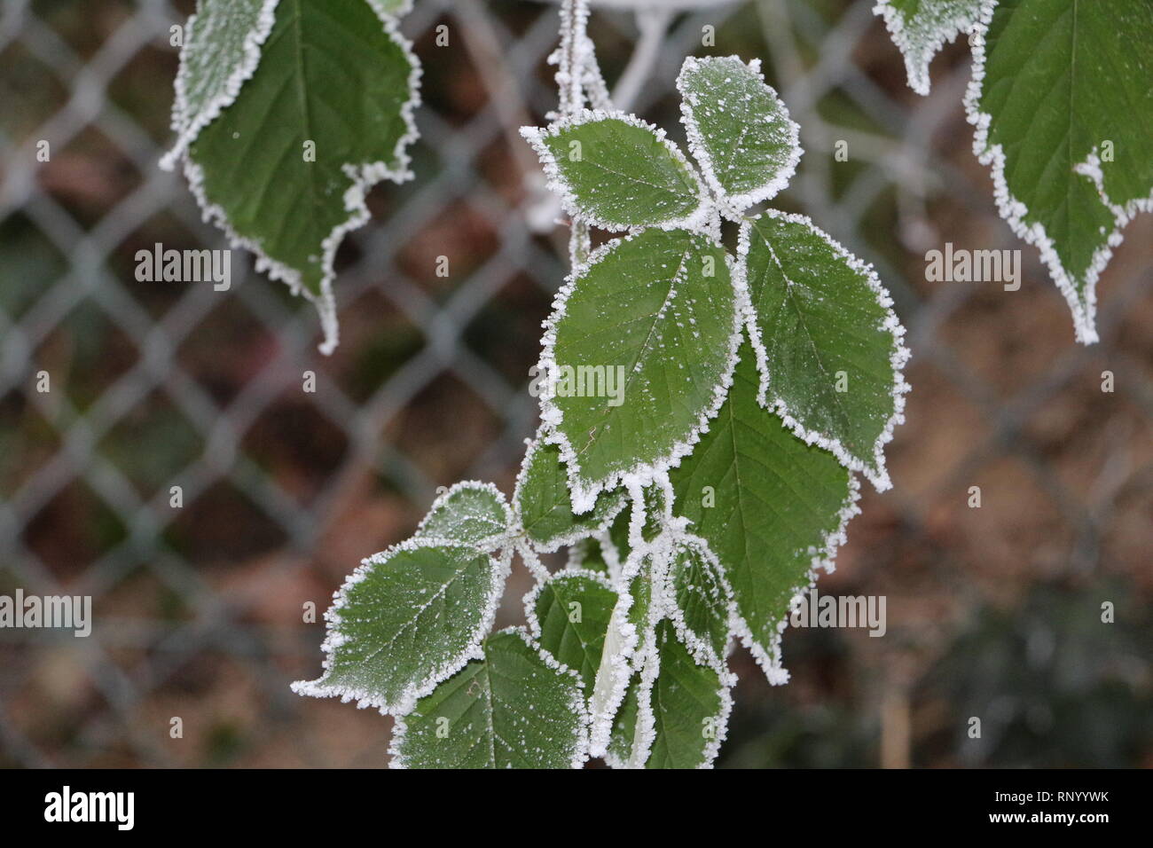 Bordo di ghiaccio di foglie in inverno Foto Stock