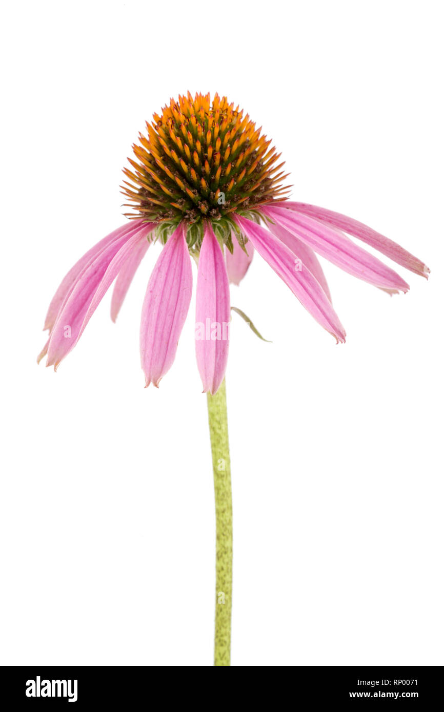 Coneflower o Echinacea purpurea isolati su sfondo bianco. Foto Stock