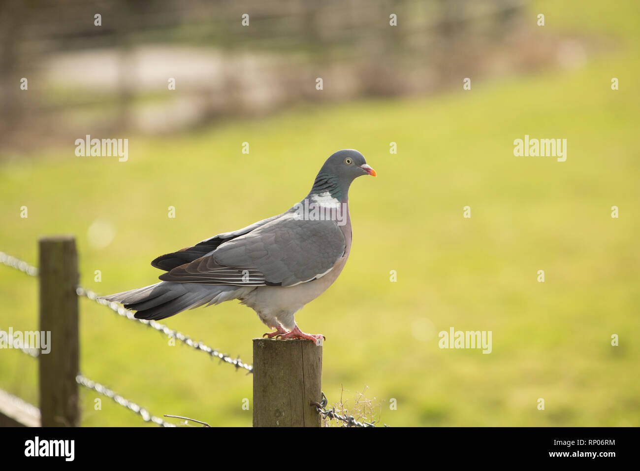 Un woodpigeon Columba palumbus, appollaiato su un recinto guardando fuori attraverso i campi vicino all'alloggiamento. Il woodpigeon è uno degli uccelli più comuni in U Foto Stock