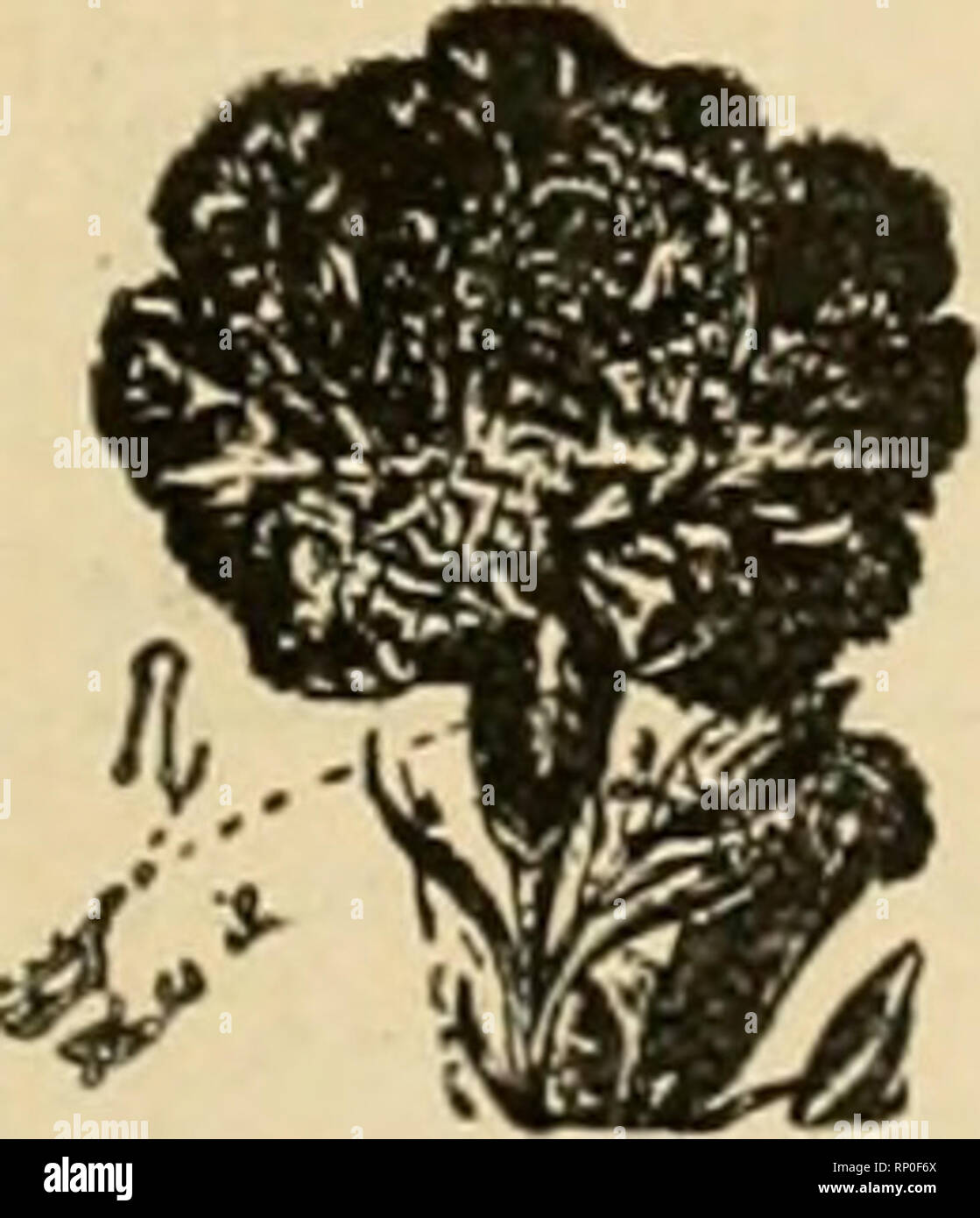 . Il fiorista americana : un giornale settimanale per il commercio. Floricoltura; fioristi. Ha il più alto standard di valori di riscaldamento. mense autopulente superficie di riscaldamento a fuoco lungo viaggio - Perfetta Combus- i zione - Libera circolazione-sottili di vie navigabili - durabilità l efficienza e l economia . -Garantire capacità di lavoro-sicurezza cosa gli utenti dicono Ghisa caldaie Crack. Mi waol mi" anl voi per la tempestività nel shippinc il boili r ho ordinato ol è il gen- ,;i, 13th, Ho avuto un breakeown; uno di una batteria ol due ghisa caldaie incrinato impossibile usare lo stesso non vou sul telefono a 8:.?o a. m. lanuarv 13t Foto Stock