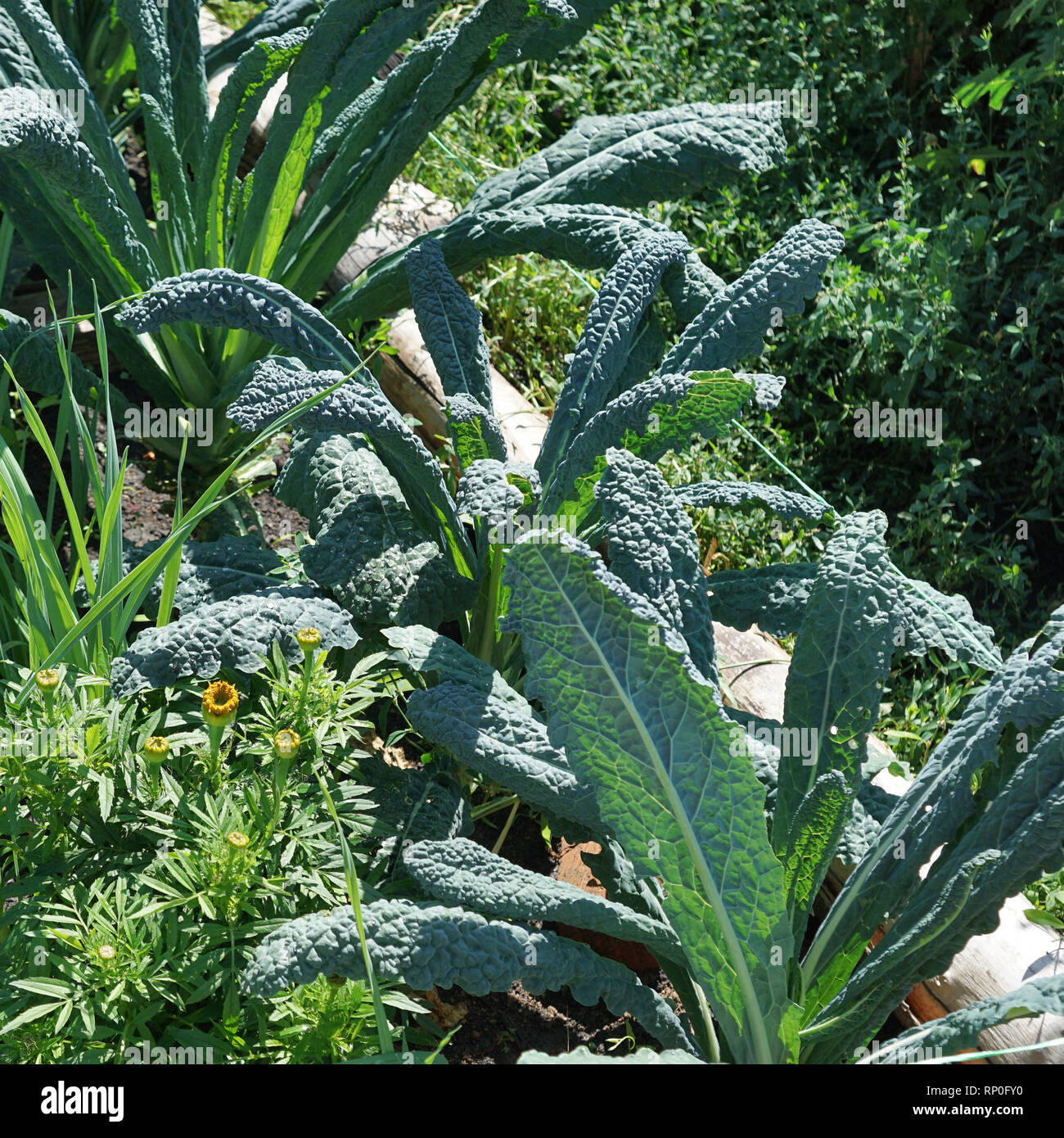 Cavolo verza. Tuscan kale o cavolo nero sulla pianta. Cavolo nero noto anche come italiano o cavolo lacinato crescita in fila. Cavolo Ogranic mediterraneo g Foto Stock