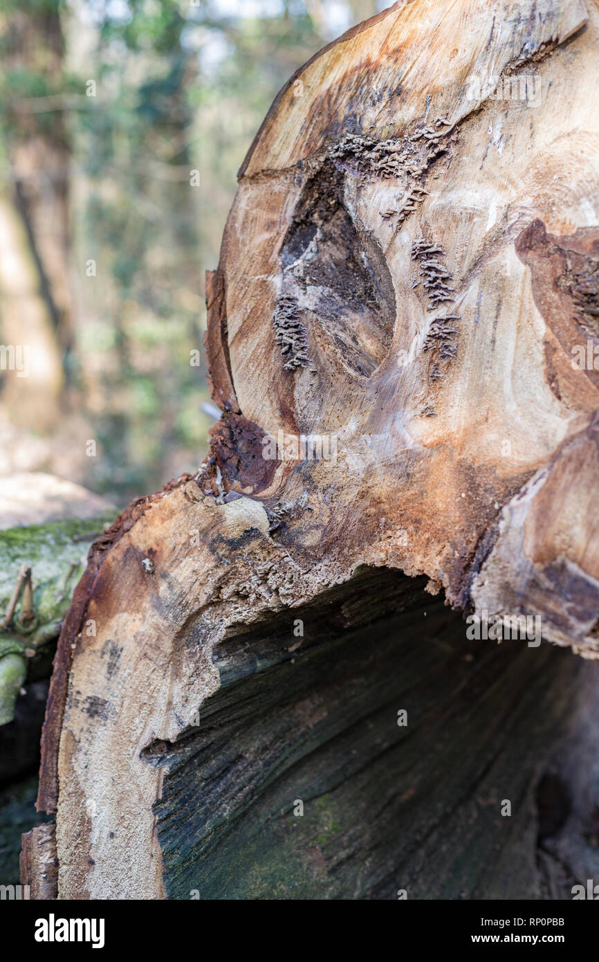 Un trito di incavo tronco di albero Foto Stock