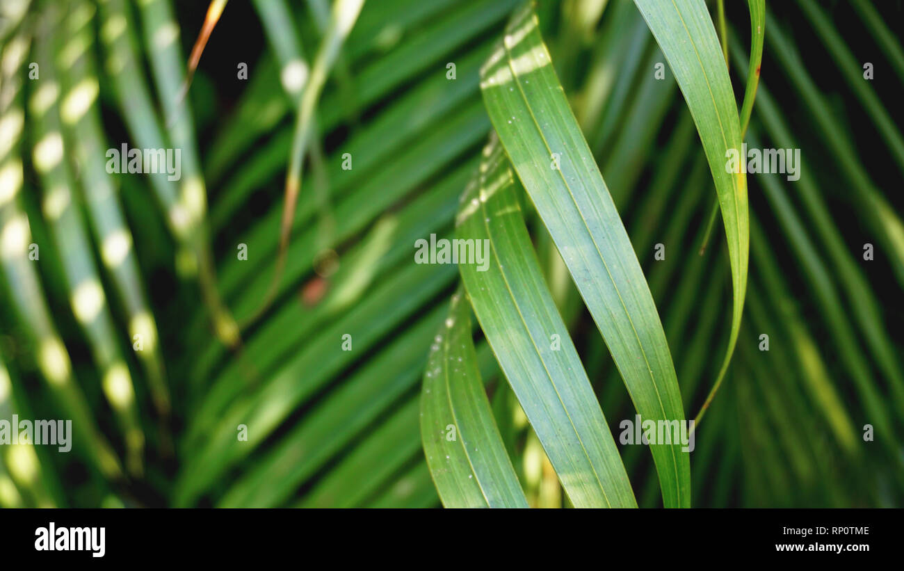 Verde Tropical foglie di palma, motivo floreale sfondo, foto reale Foto Stock
