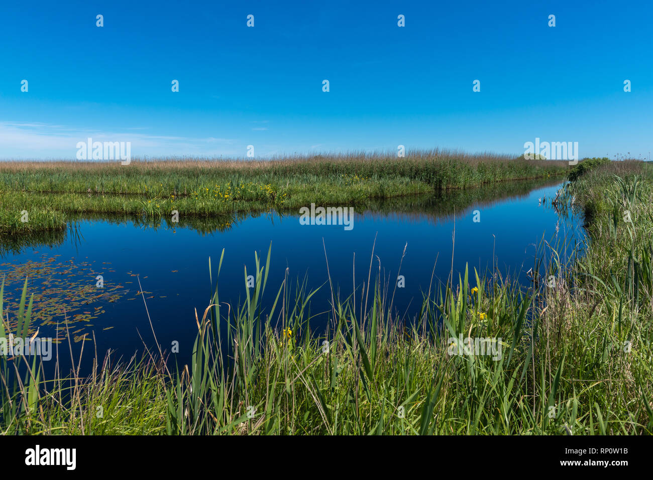 Gfn o riserva naturale 'Delver Koog' Eider, all'Eider-Treene-Sorge-Niederung, scavano, Dithmarschen, Schleswig-Holstein, Germania, Europa Foto Stock