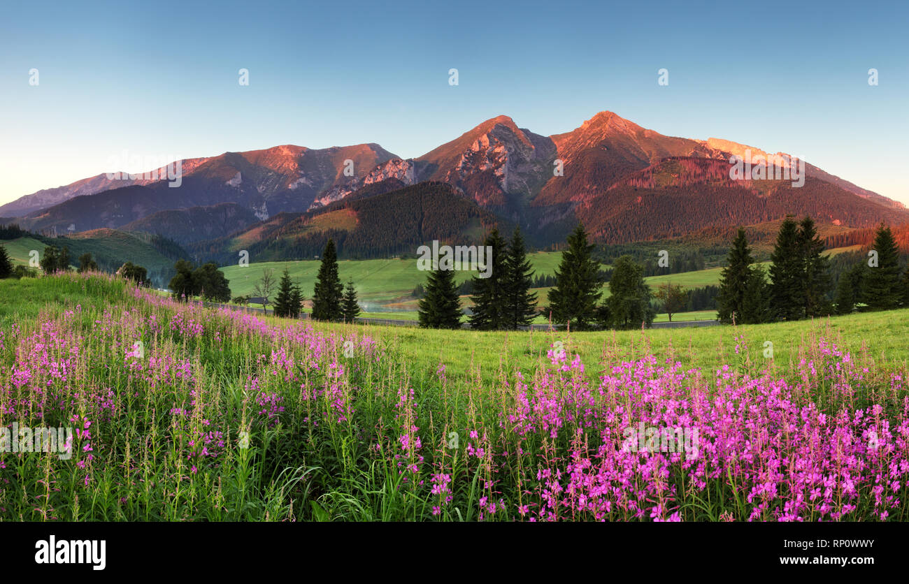 Bellezza panorama di montagna con fiori - Belianske Tatry Foto Stock