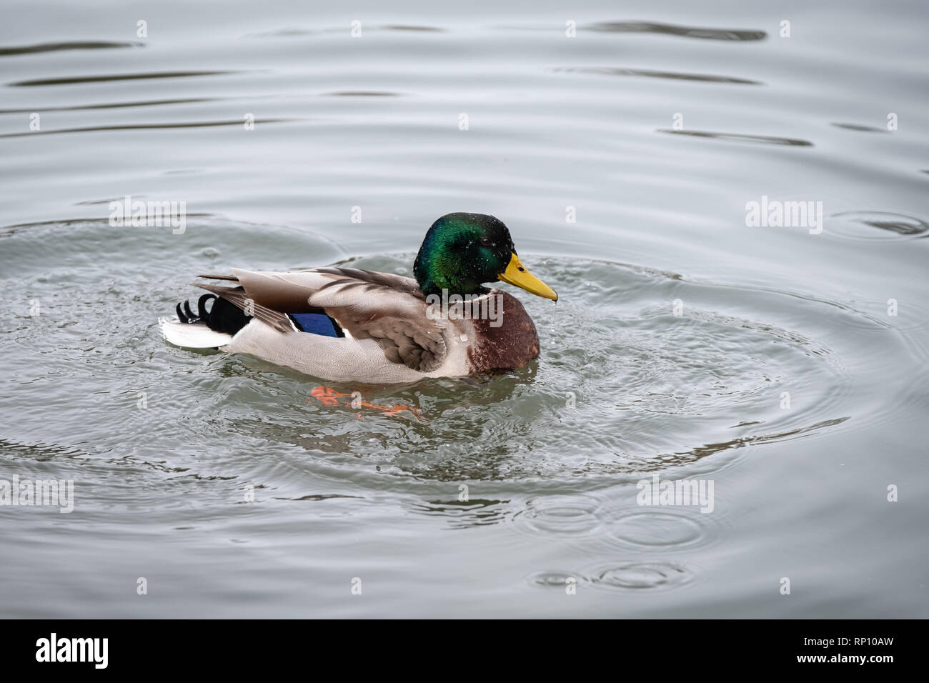 Piscina di anatra su un lago Foto Stock