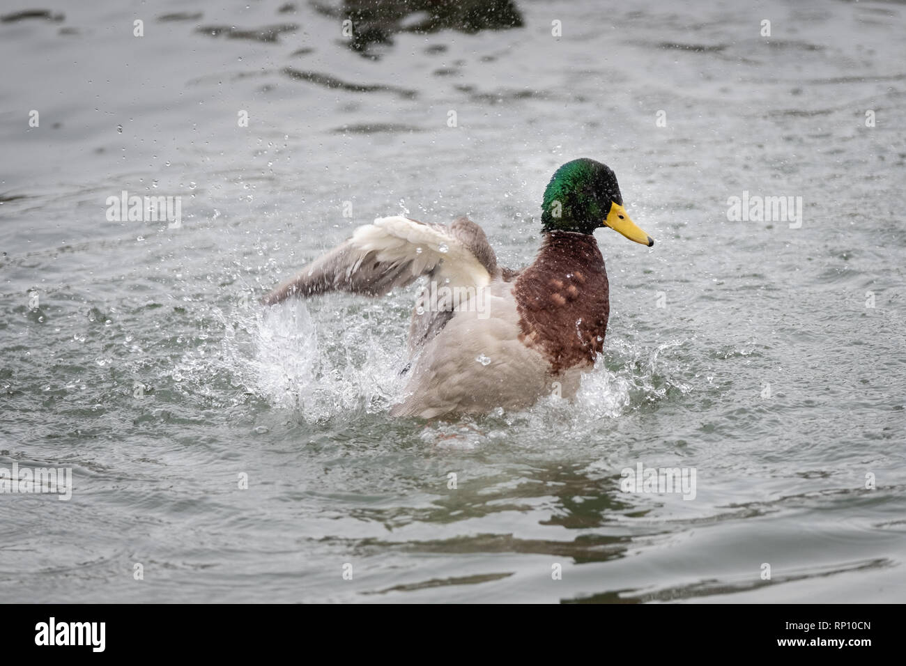 Anatre su un lago sbuffare Foto Stock