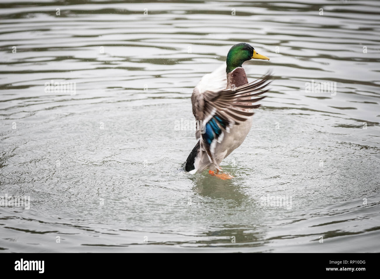 Anatre su un lago sbuffare Foto Stock