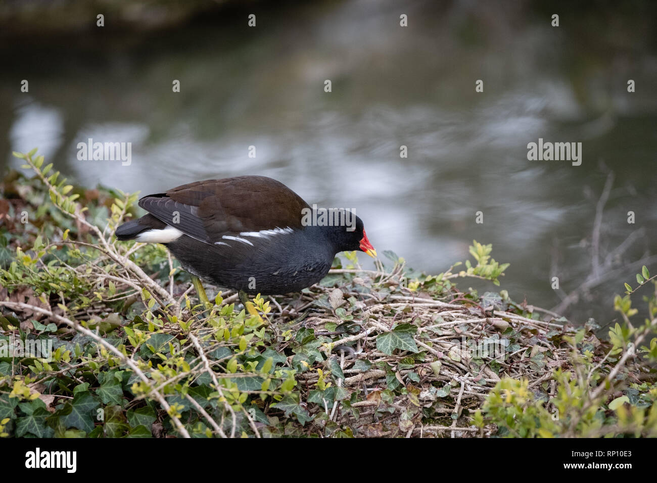 Gallina di acqua sulla riva Foto Stock