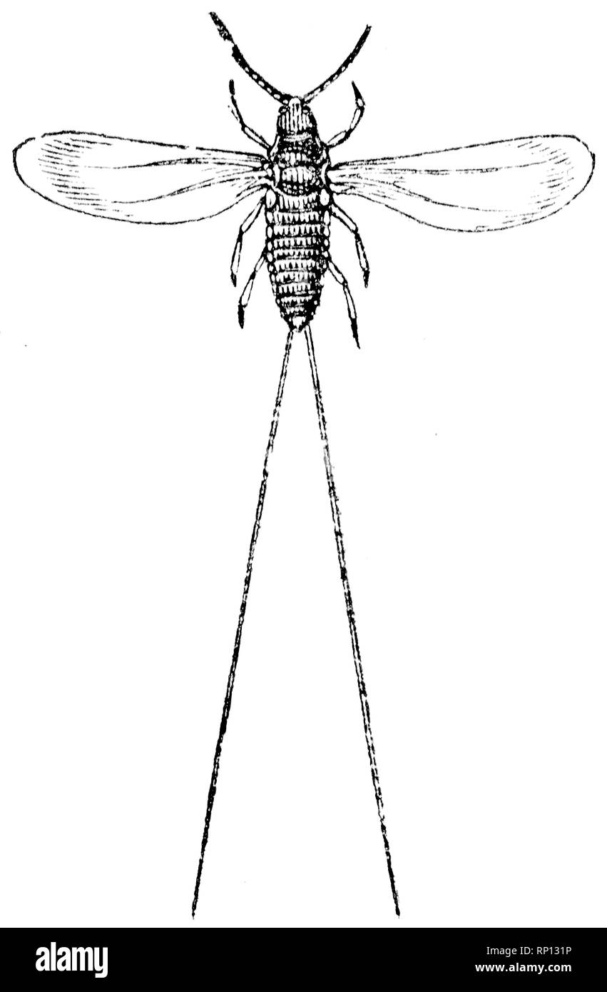 Taglio di legno intagliato, illustrazione presa da "tesoro di storia naturale' da Samuele Maunder, pubblicato 1848 Foto Stock