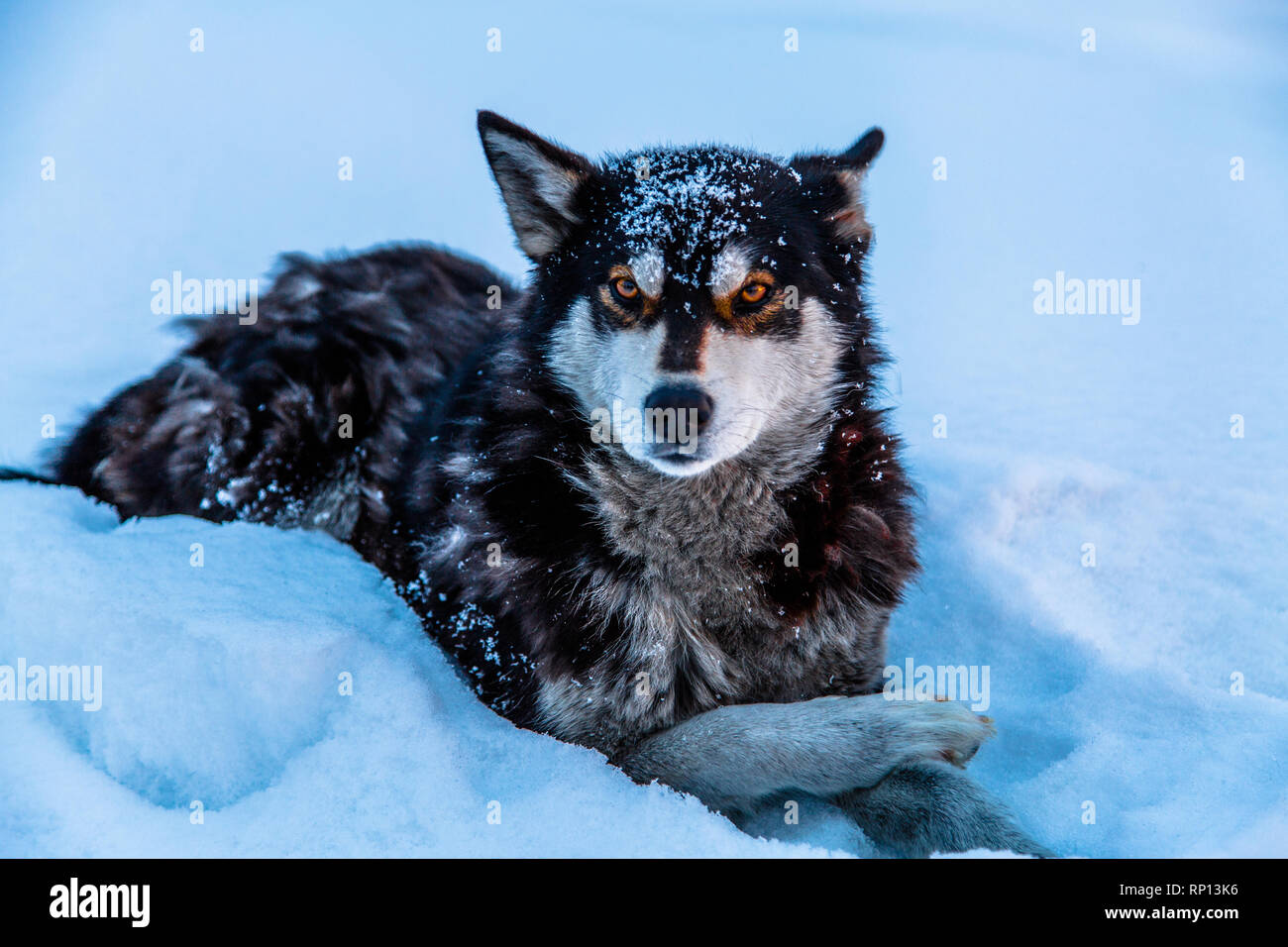 Un adulto Husky siberiano siede pazientemente nella neve. Foto Stock