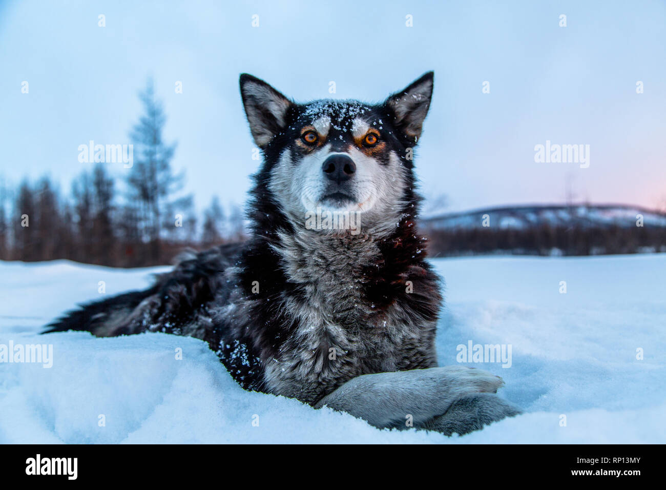 Un adulto Husky siberiano siede pazientemente nella neve. Foto Stock