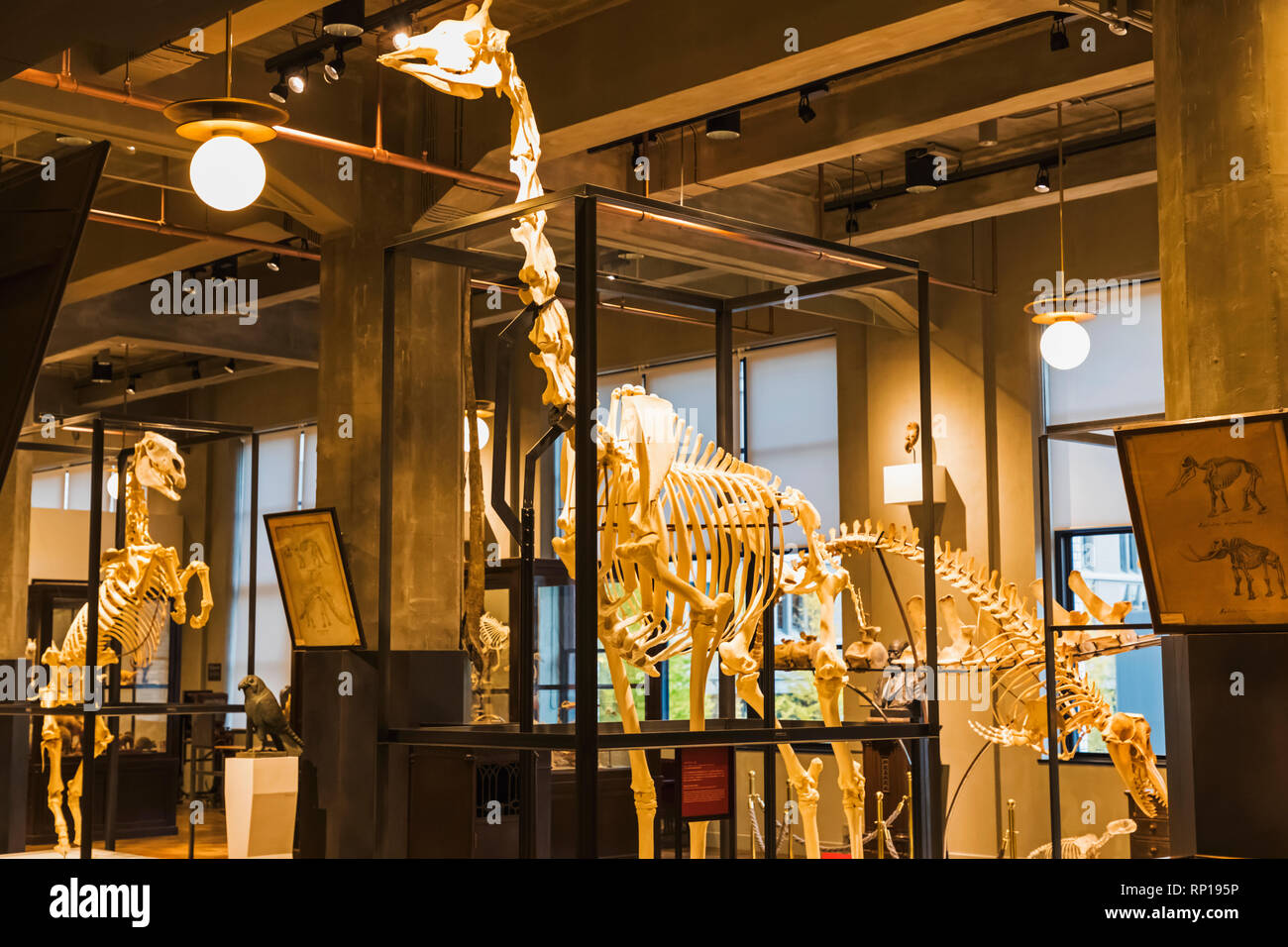 Giappone, Honshu, Tokyo, Marunouchi, Kitte Edificio, Intermediatheque Museum, display di scheletri di animali Foto Stock