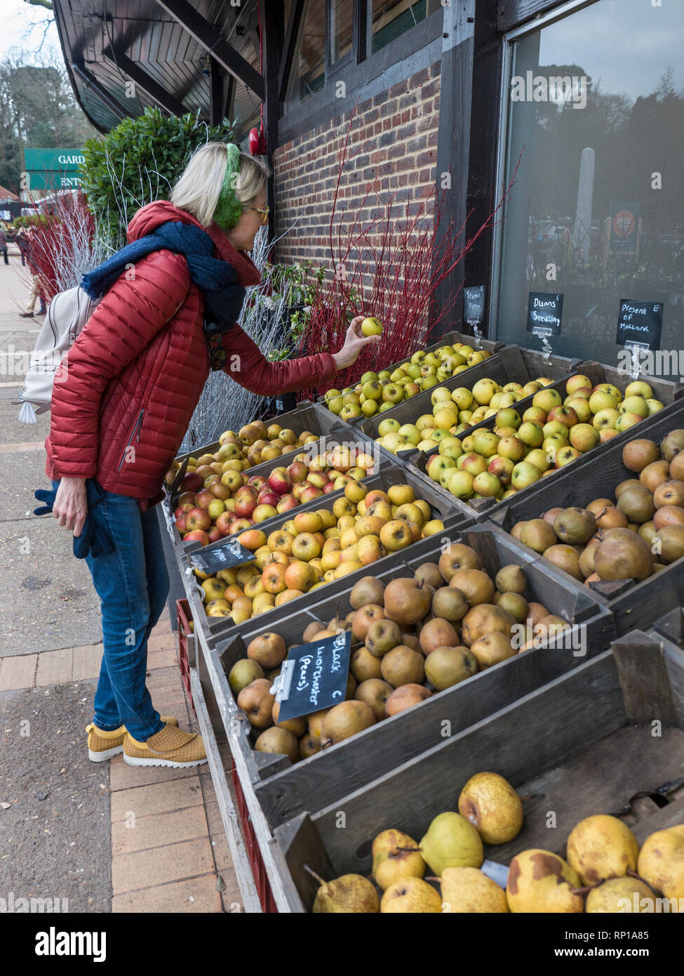 Donna di esplorazione e selezionando le migliori varietà di inglese mele per acquistare da un inverno di visualizzazione in un Regno Unito farm shop e centro giardino Foto Stock