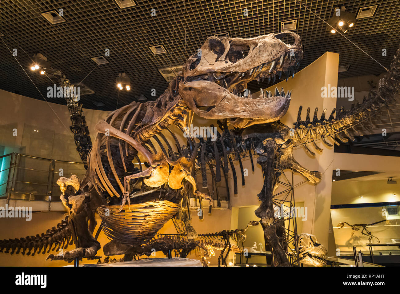 Giappone, Honshu, Tokyo, Hibiya, il parco Ueno, il museo nazionale della scienza e natura, presentano del Tyrannosaurus Rex dinosauro Foto Stock