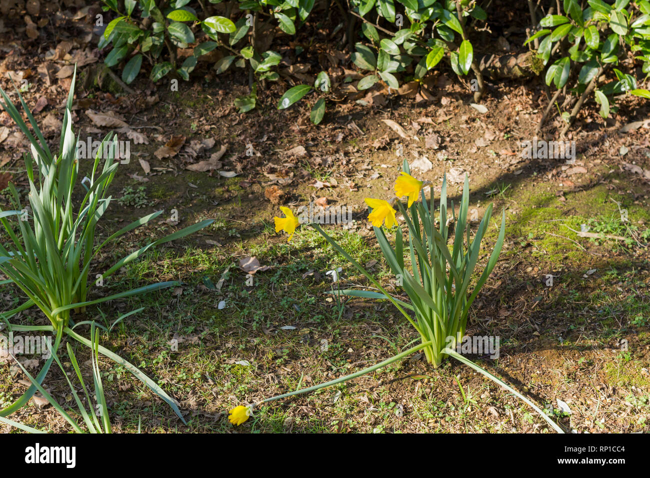 Giunchiglie in un giardino inglese in una giornata di sole nel mese di febbraio 2019 Foto Stock