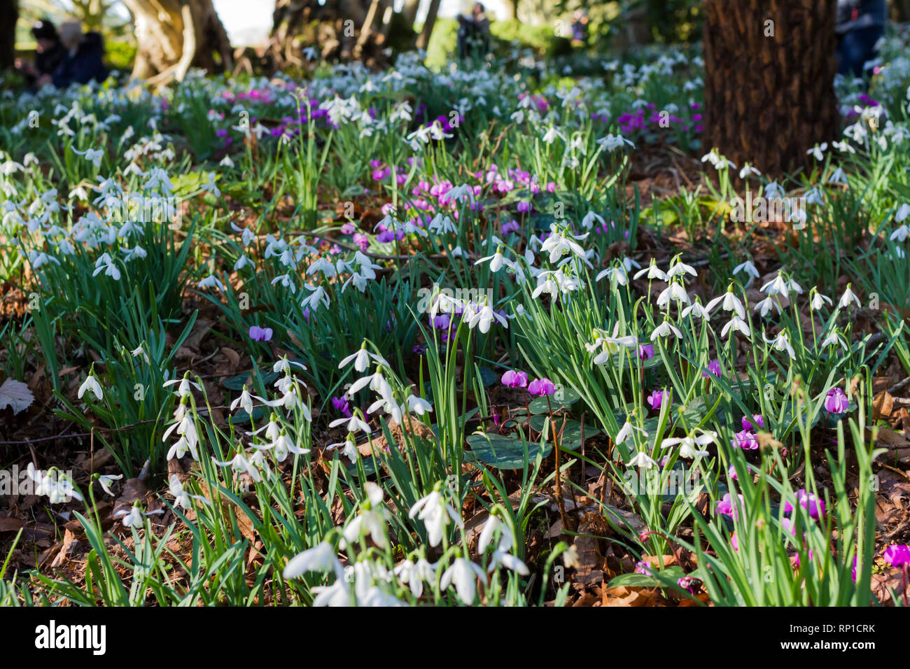 Bucaneve Galanthus nivalis e ciclamino fiori in un giardino inglese nel tardo inverno, Dorset, Regno Unito Foto Stock