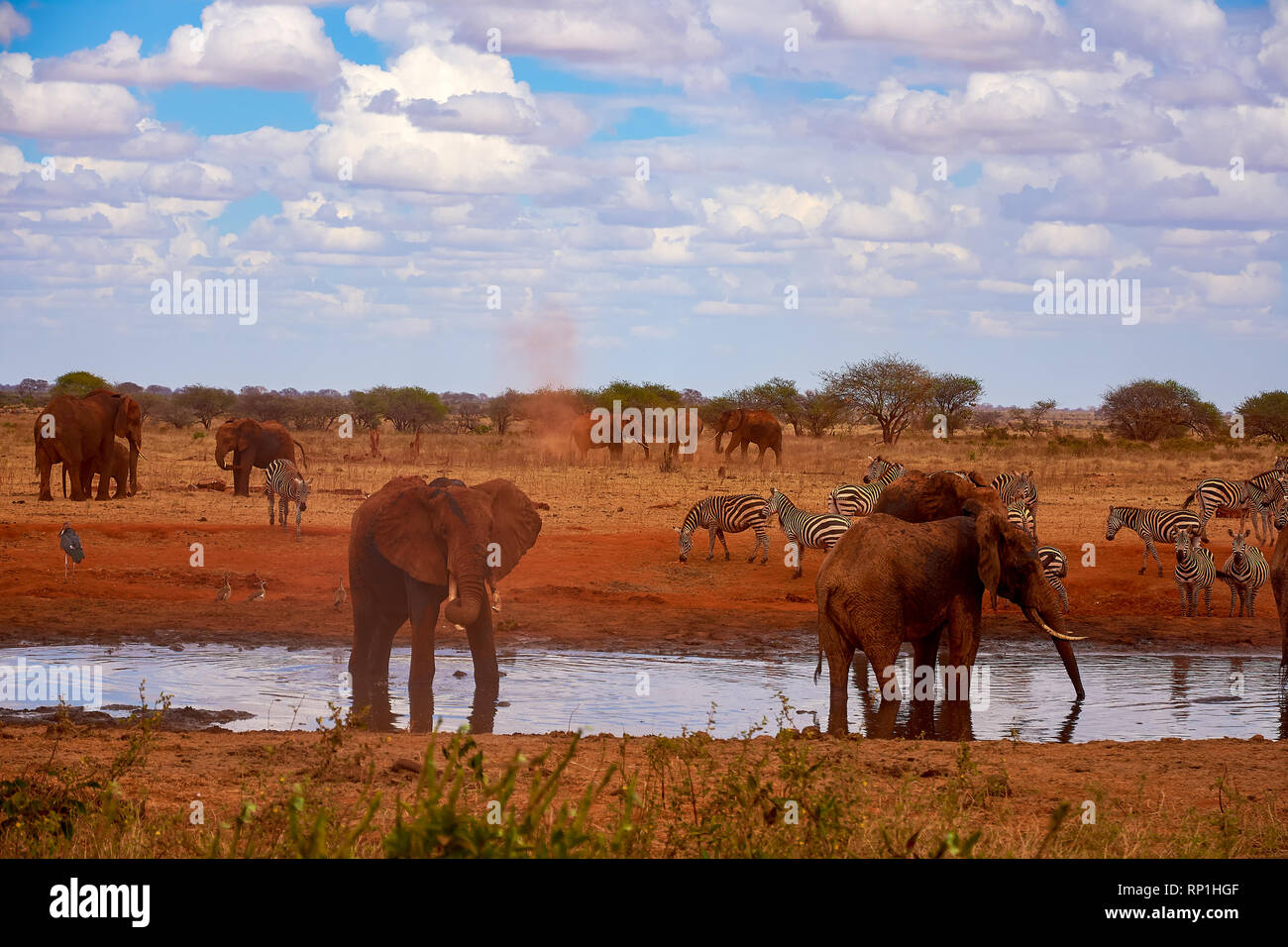 Vista di una famiglia di elefanti e zebre. Stagno di acqua nel Tsavo National Park in Kenya, Africa. Il cielo blu con nuvole e sabbia rossa. Foto Stock