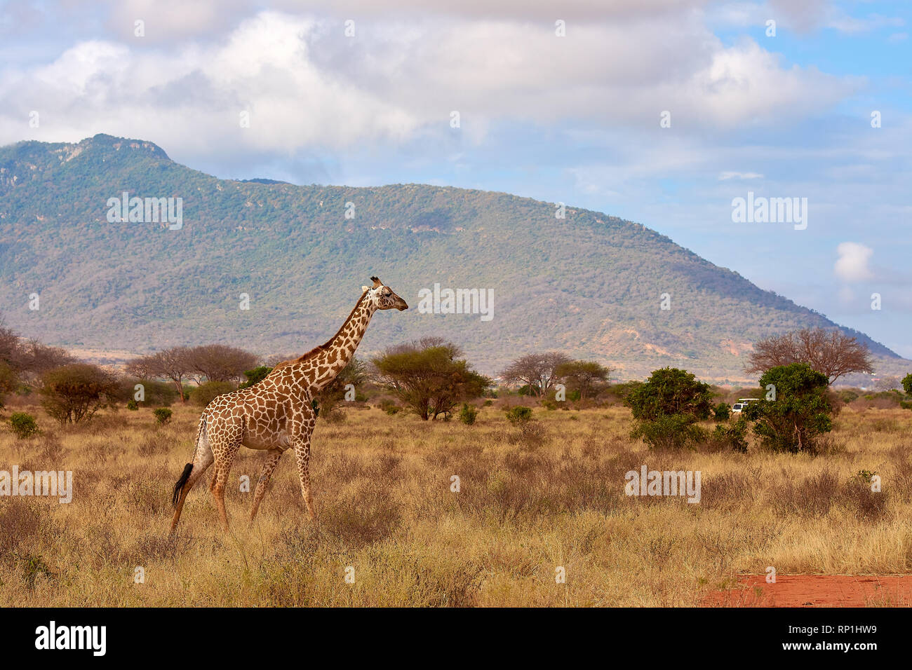 Vista delle Giraffe a Tsavo National Park in Kenya, Africa. Safari auto, cielo blu con nuvole e sfondo di montagna. Foto Stock