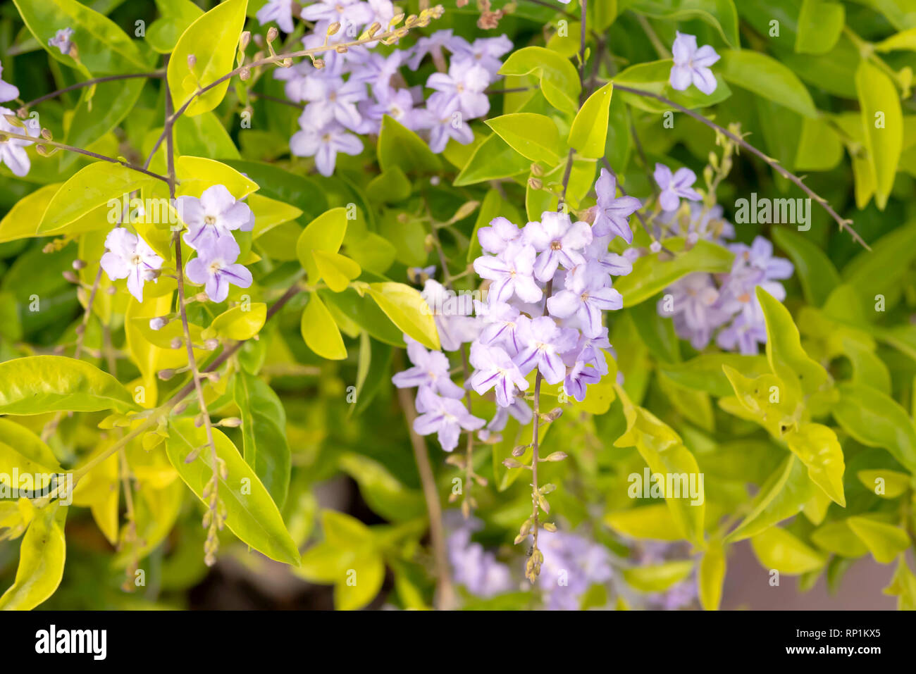 Golden dewdrop (Duranta repens L.) è ampiamente coltivata come pianta ornamentale in tutto tropicale e subtropicale caldo regioni Foto Stock