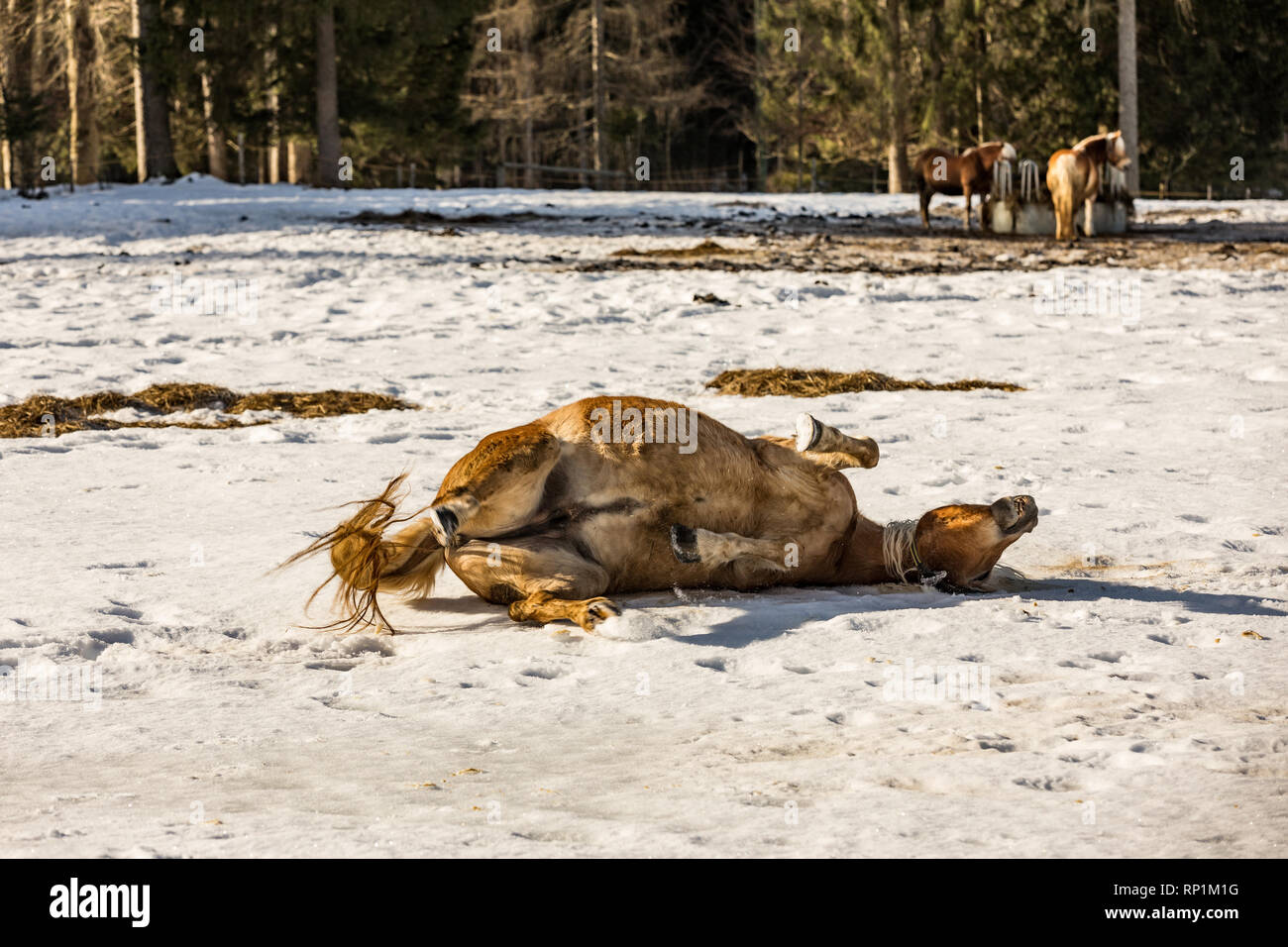 Bel cavallo in rotolamento sulla neve con piacere Foto Stock