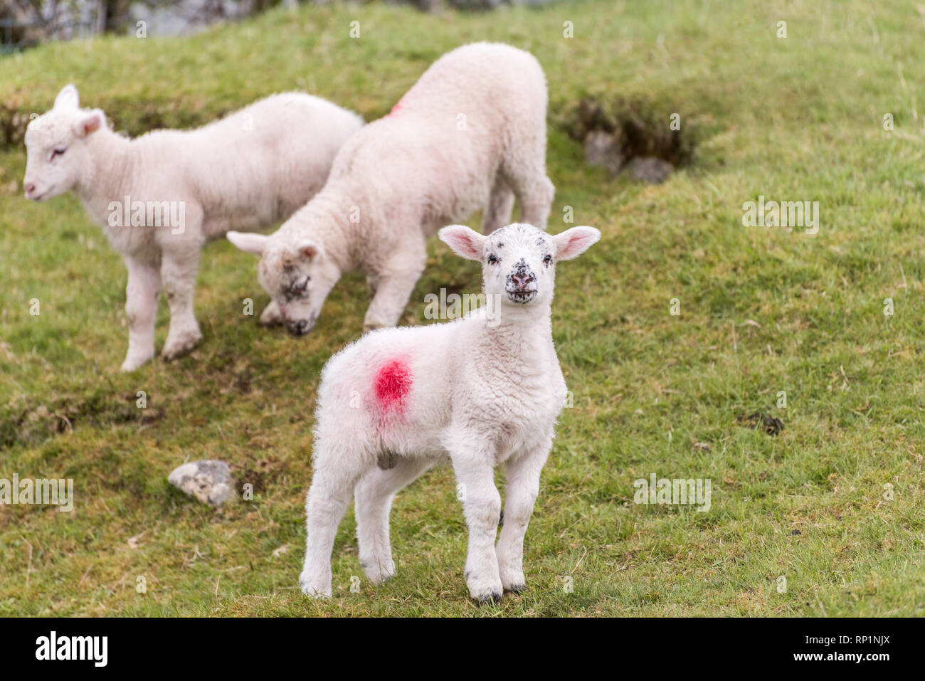 Un grazioso piccolo agnello è in piedi in un campo su una collina durante la primavera. Altri due agnelli sono in background. Foto Stock