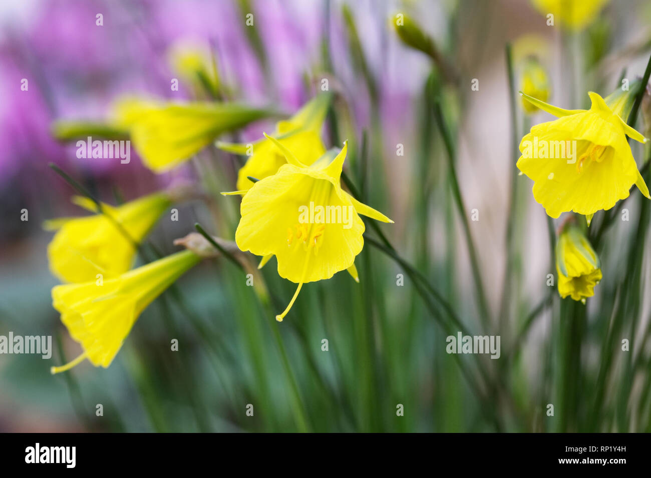 Narcissus bulbocodium subsp. bulbocodium var. bulbocodium × 'Jessamy' Foto Stock