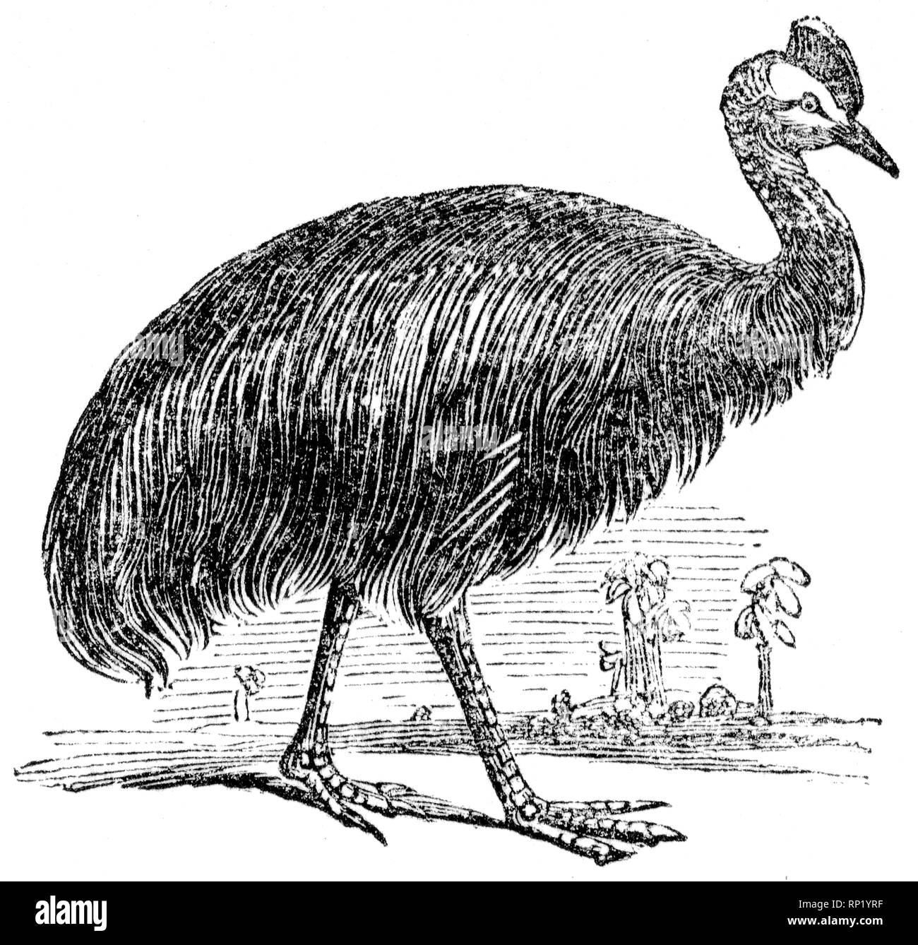 Taglio di legno intagliato, illustrazione presa da "tesoro di storia naturale' da Samuele Maunder, pubblicato 1848 Foto Stock