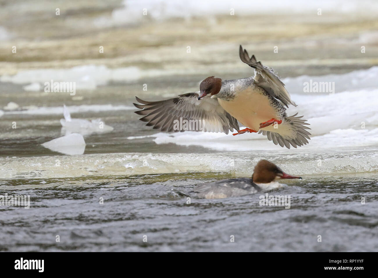 Common Merganser Foto Stock