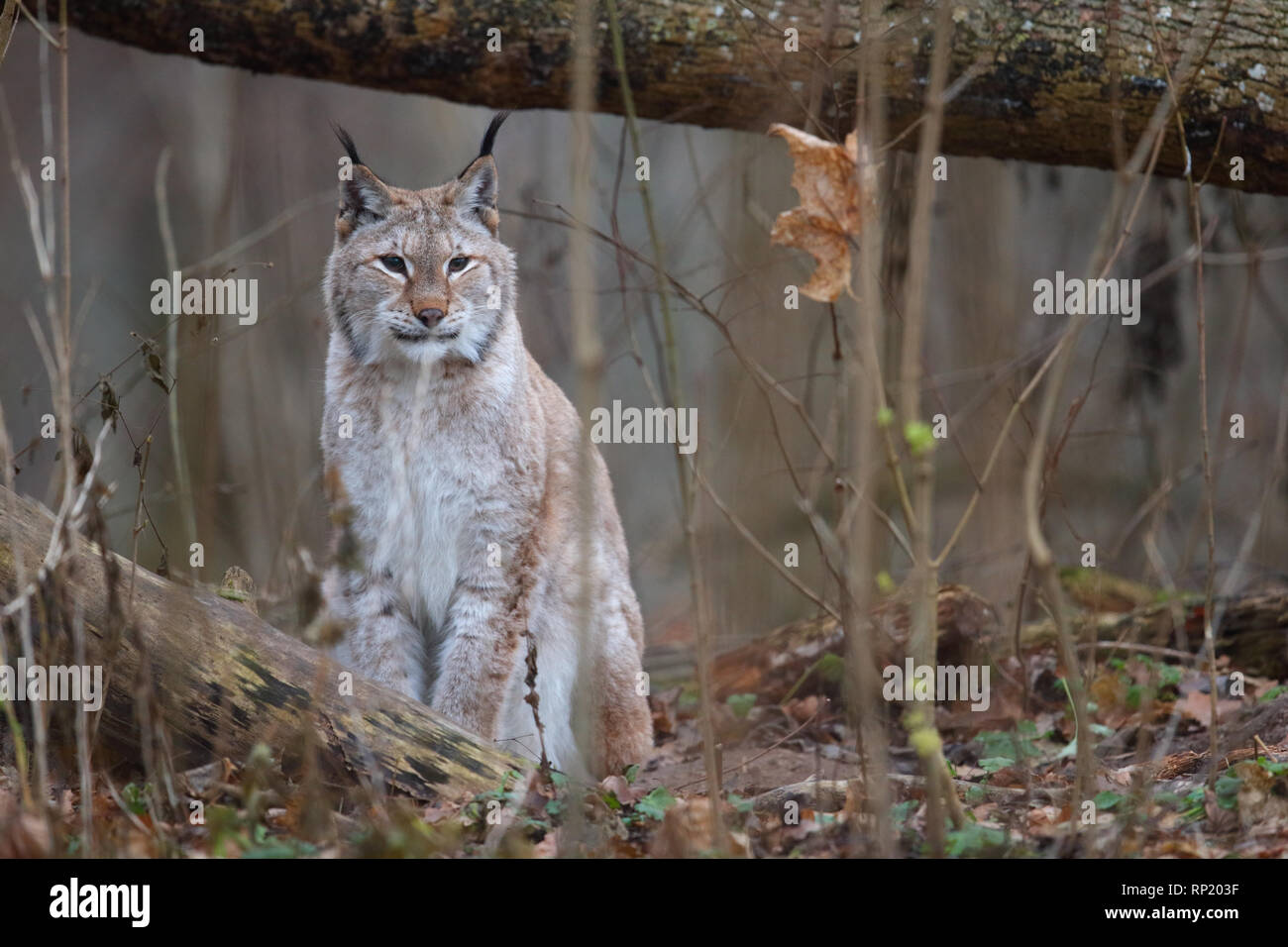 Femmina lince euroasiatica (Lynx lynx), Estonia, Europa Foto Stock