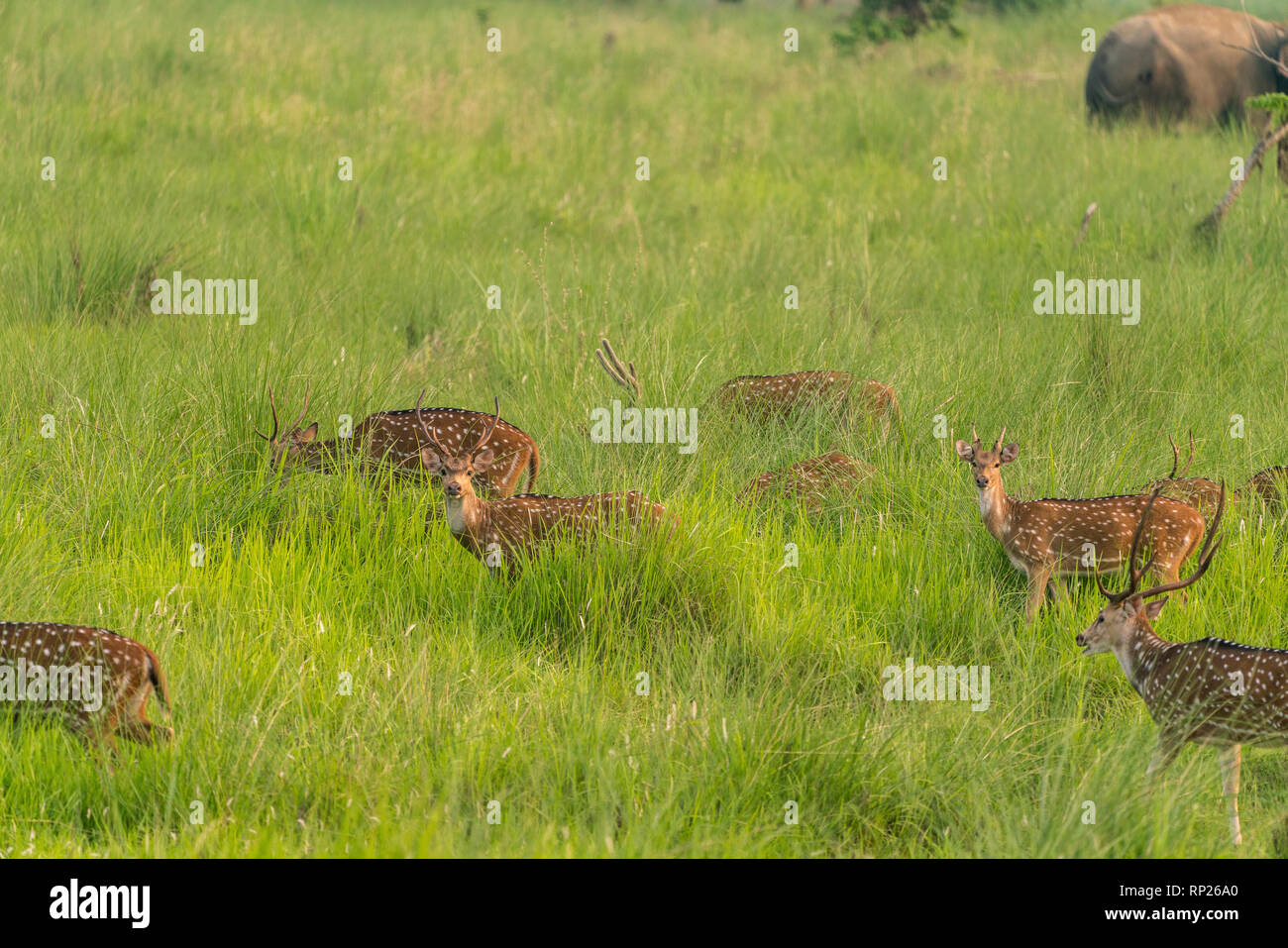 Sika macchiato o allevamento di cervi in erba elefante. La fauna selvatica e la foto di animali. Giapponese deer Cervus nippon Foto Stock