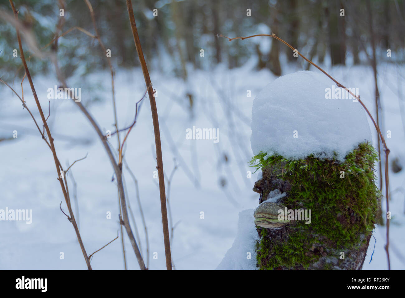 Timbro come duck nella foresta di inverno Foto Stock