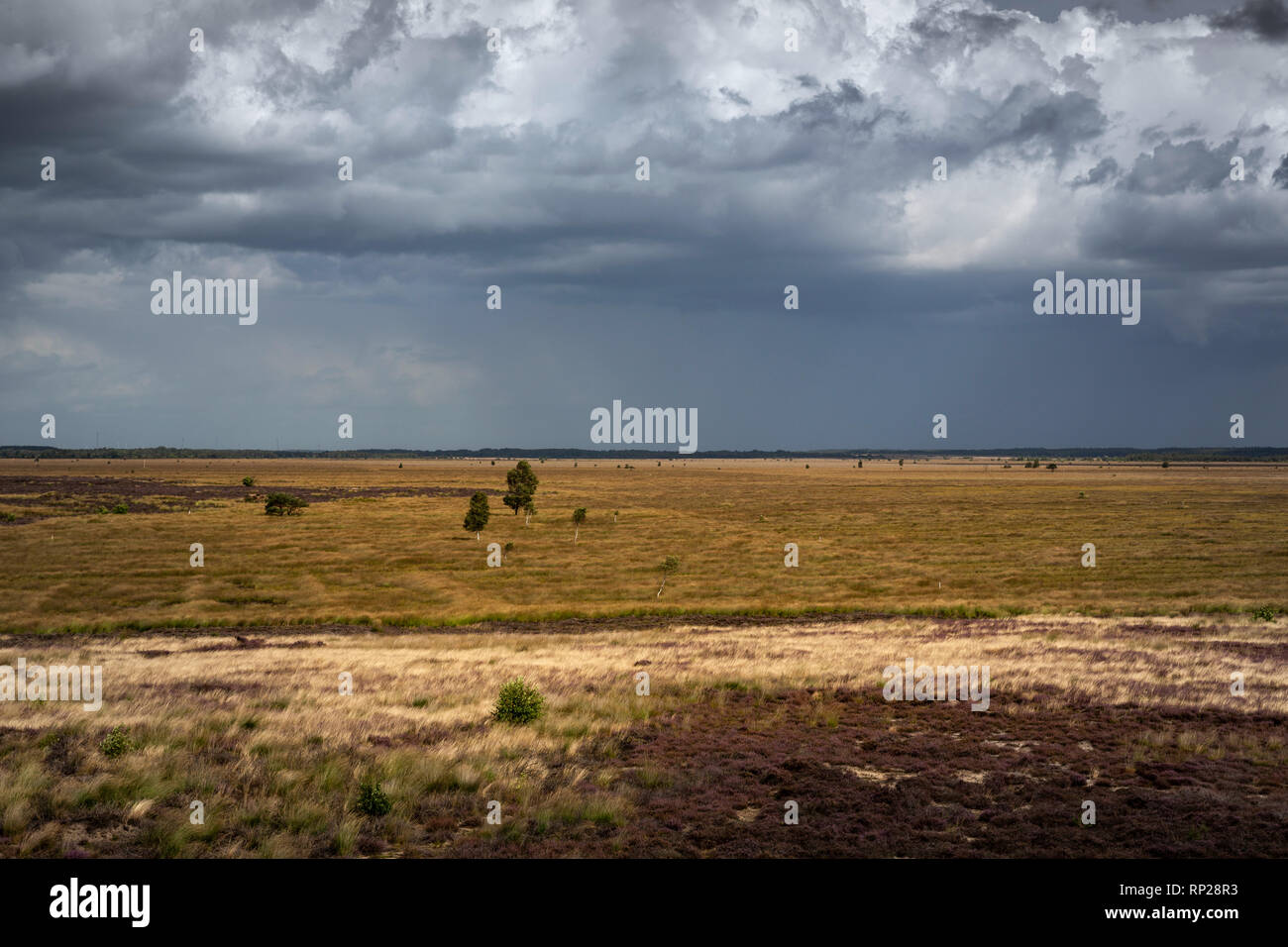 Moro e brughiera riserva naturale presso la Bundeswehr poligono di tiro e la zona di addestramento militare del Wehrtechnische Dienststelle fŸr Waffen und munizione 91 (WTD 91) a Meppen. Foto Stock