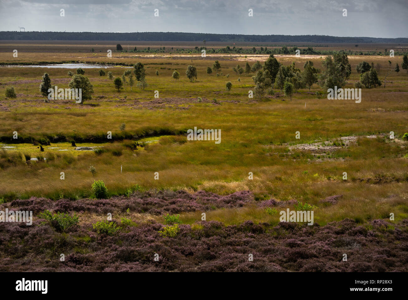 Moro e brughiera riserva naturale presso la Bundeswehr poligono di tiro e la zona di addestramento militare del Wehrtechnische Dienststelle fŸr Waffen und munizione 91 (WTD 91) a Meppen. Foto Stock