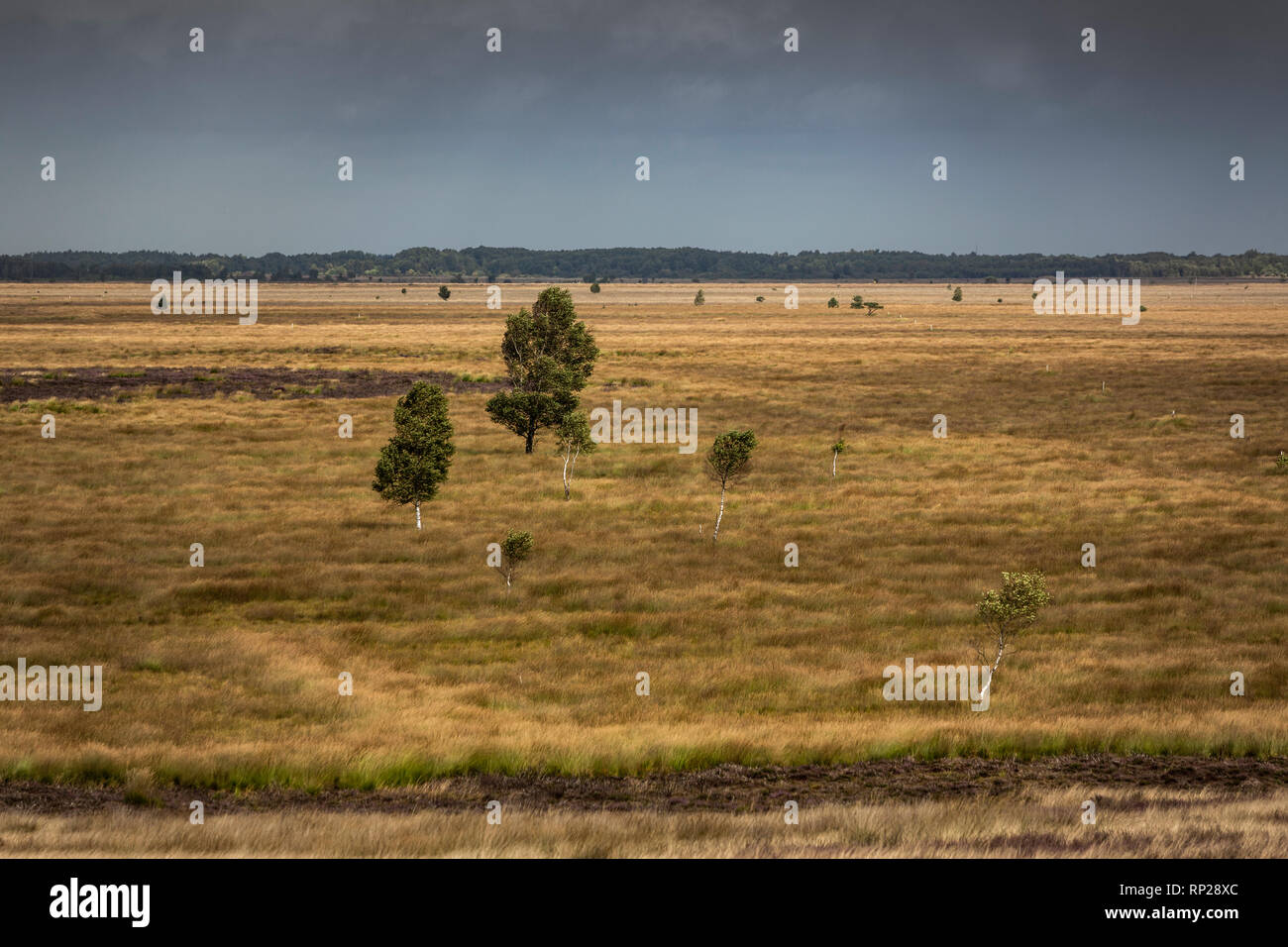 Moro e brughiera riserva naturale presso la Bundeswehr poligono di tiro e la zona di addestramento militare del Wehrtechnische Dienststelle fŸr Waffen und munizione 91 (WTD 91) a Meppen. Foto Stock