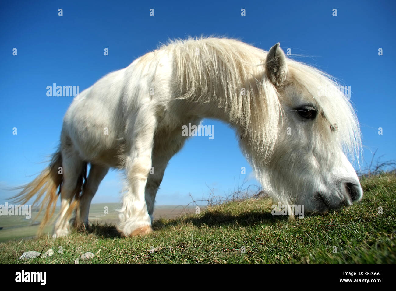 Eastbourne, East Sussex, Regno Unito. Xx Febbraio 2019. Exmoor pony di pascolare su chalk prateria sopra l'iconico sette sorelle chalk cliffs. L'ardito pony aiutano a mantenere l'habitat rari mantenendo l'erba corto a incoraggiare le erbe rare e orchidee, vitale per insetti e numeri di farfalla. Credito: Peter Cripps/Alamy Live News Foto Stock