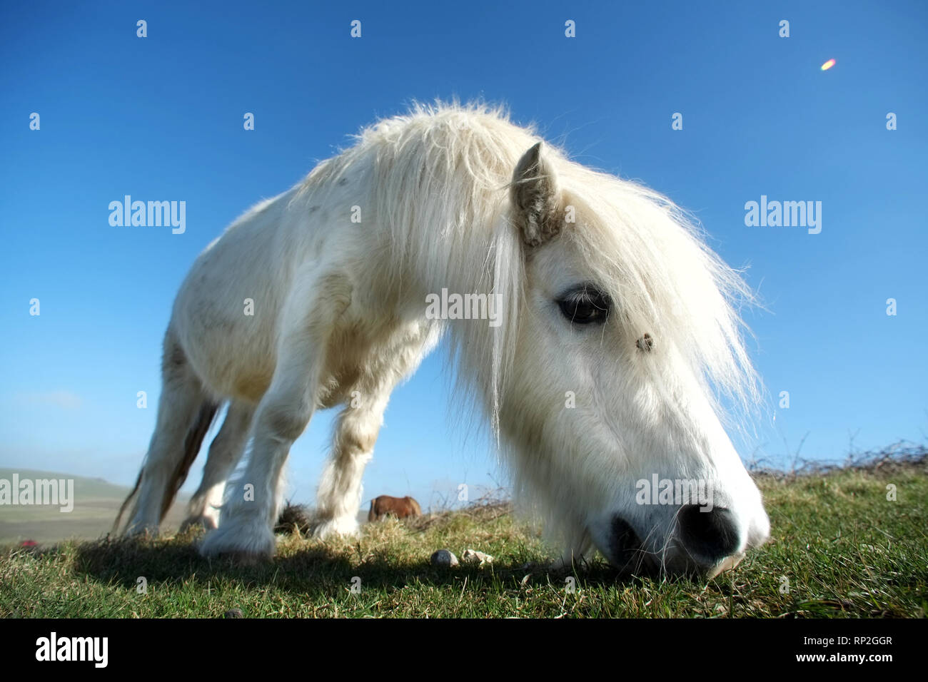 Eastbourne, East Sussex, Regno Unito. Xx Febbraio 2019. Exmoor pony di pascolare su chalk prateria sopra l'iconico sette sorelle chalk cliffs. L'ardito pony aiutano a mantenere l'habitat rari mantenendo l'erba corto a incoraggiare le erbe rare e orchidee, vitale per insetti e numeri di farfalla. Credito: Peter Cripps/Alamy Live News Foto Stock